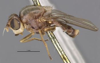 Media type: image;   Entomology 13348 Aspect: habitus lateral view